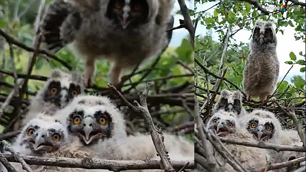 İlk defa kamera gören baykuş ailesi!