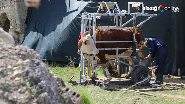 İnekler için manikür pedikür zamanı
