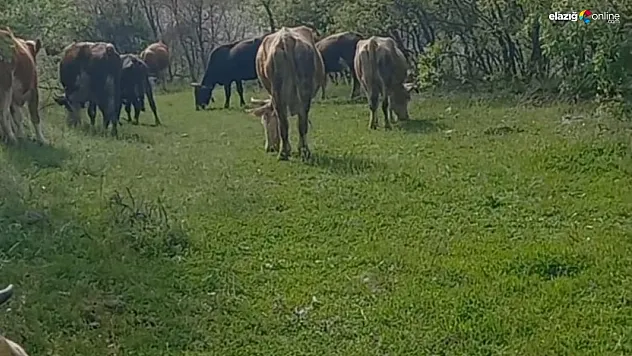 Yürürken bacağını yılan soktu