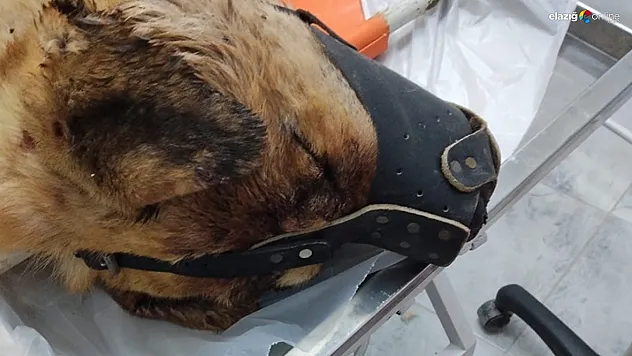 Ağın'da Vahşet: Sahipli Köpek Tüfekle Vurularak Öldürüldü!