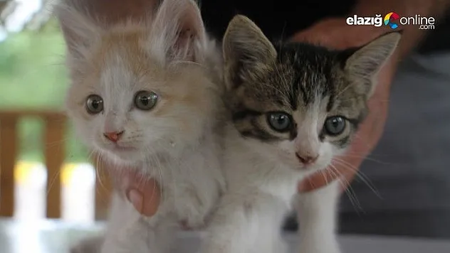 Kurtarılan yavru kedileri duyarlı vatandaş sahiplendi
