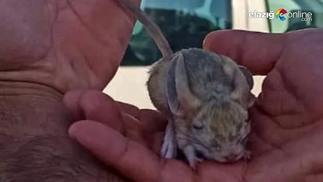 IUCN'nin kırmızı listesinde bulunan Arap tavşanı görüntülendi