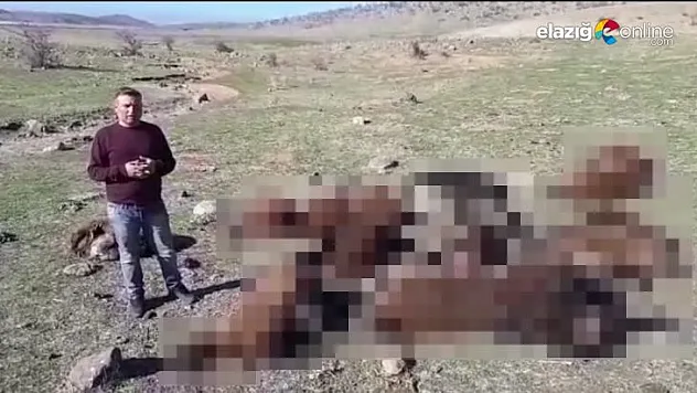 İzdiham yaşanan ağılda 16 koyun telef oldu