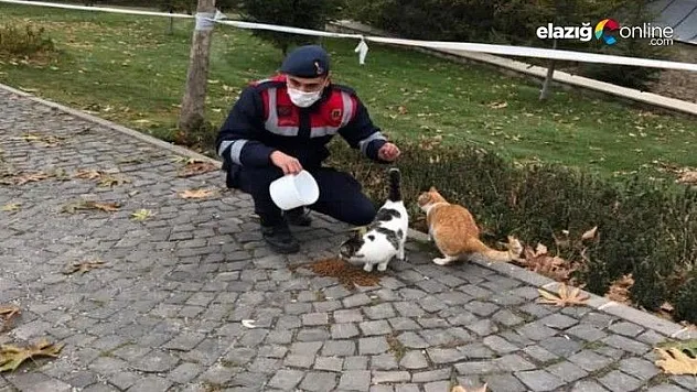 Jandarma sessiz dostları unutmadı