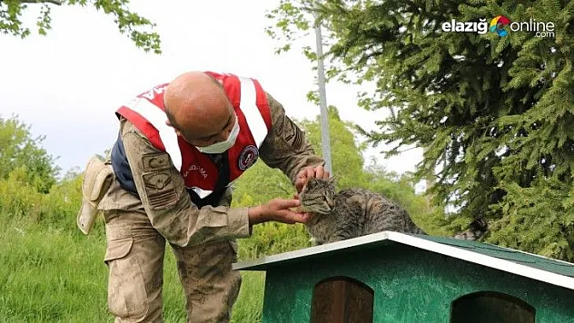 Jandarmadan sokak hayvanlarına şefkat eli