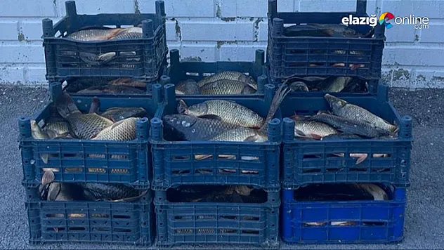 Kaçak balık avcılarına para cezası!