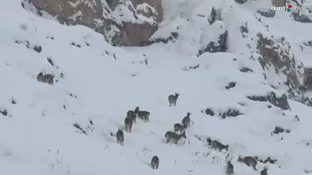 Palu'nun 'Zirve Sakinleri' şehre indi!