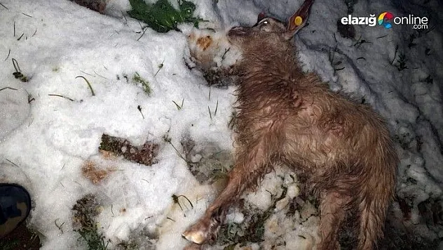 Pülümür'de kar yağışı, küçükbaş hayvanları telef etti