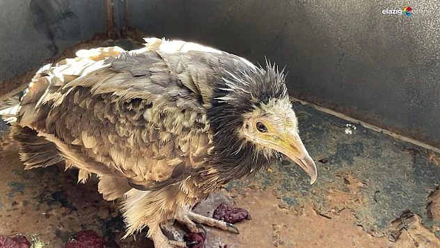 Karakoçan'da bitkin halde Mısır akbabası bulundu