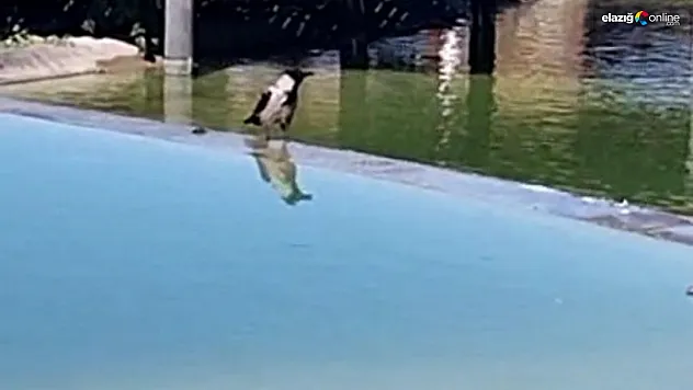 Karganın söylediklerini duyanlar şaşkınlığa uğradı!