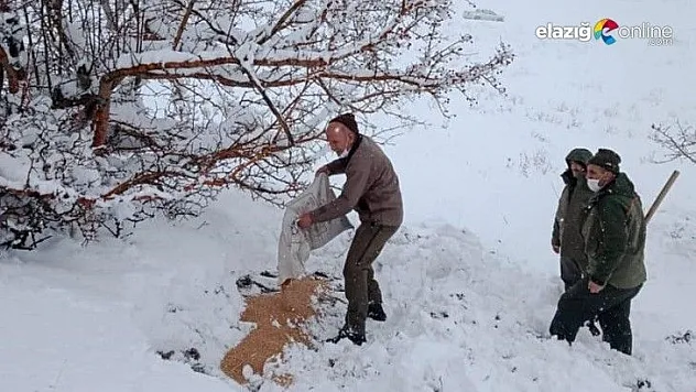 Karla kaplı bölgelerde yaban hayatına yem desteği
