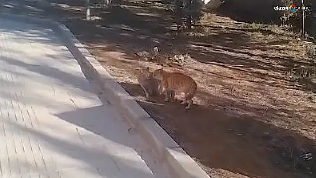 Baskilli Şano Baydemir yine güldürdü!