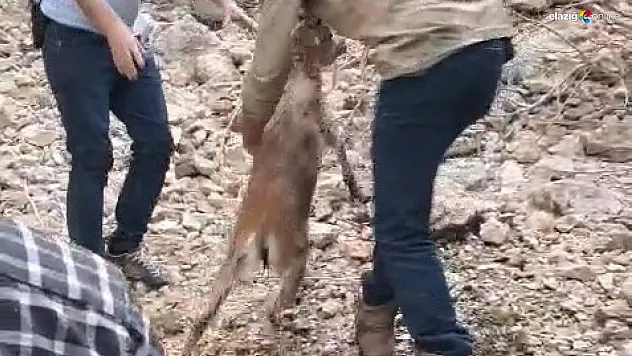 Dağ Keçisinin Umut Yolculuğu: Elazığ'da Vatandaşlar ve Ekipler Seferber Oldu!