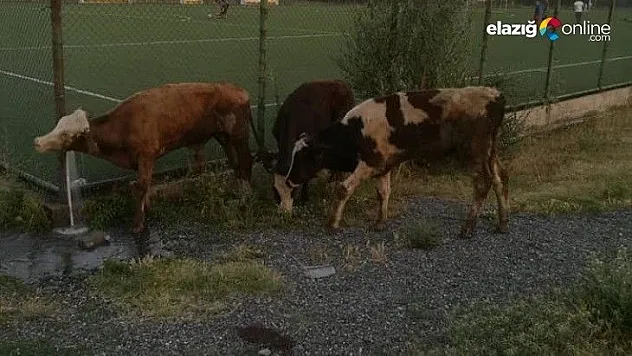 Kayıp hayvanları halı sahanın depoya saklamışlar!