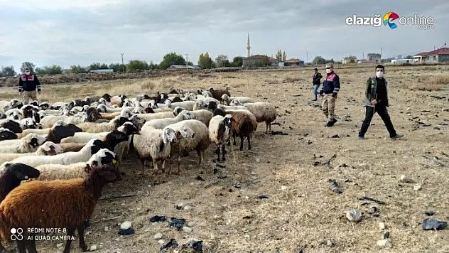 Kayıp koyun sürüsü 10 kilometre uzakta bulundu