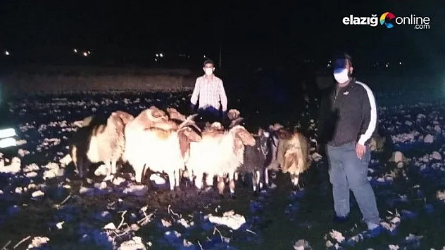 Kayıp koyunlar 9 kilometre uzakta bulundu