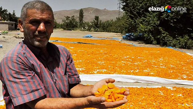 Kayısı üreticiliğinde bu yıl yüzler gülüyor