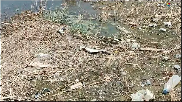 Keban Baraj Gölü'nde çok sayıda ölü balık kıyıya vurdu!