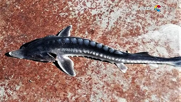 Keban Baraj Gölü'nden çıkan balık şaşkınlığa neden oldu