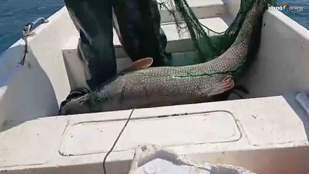 Keban Barajı'nda Rekor Av! 72 Kiloluk Turna Balığı Görenleri Şaşırttı!