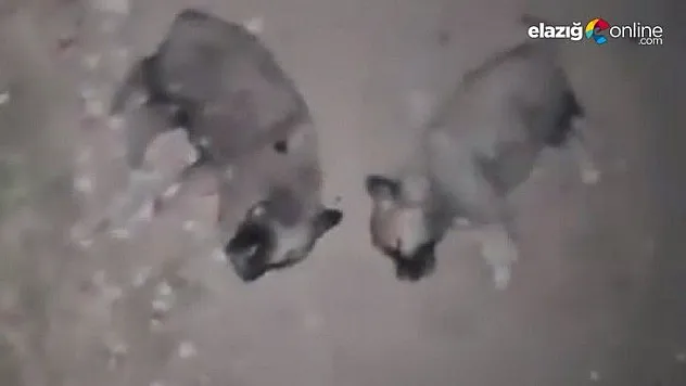 Keban'da 8 yavru köpeğin öldürülmesine adli ve idari soruşturma