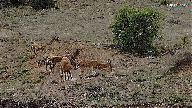İşte Keban Dağlarında Vahşi Doğanın Sessiz Tanıkları!