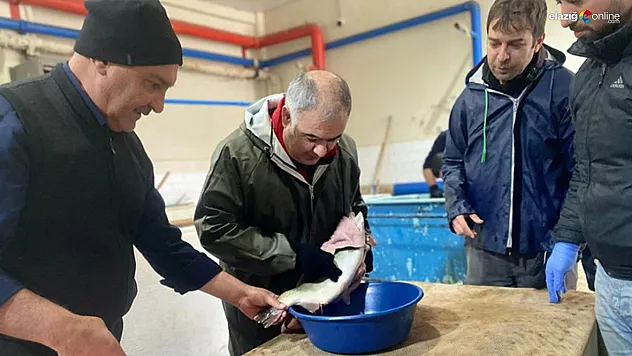 Keban'dan Nahçıvan'a: Alabalık Üretiminde İhracat Başarısı!