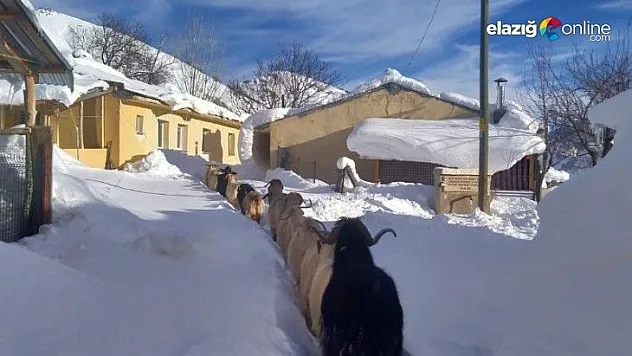 Keçilerin zorlu kış şartlarında karın doyurma mücadelesi