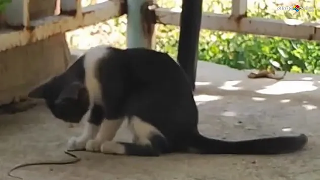 Karşılaştığı yavru yılanla adeta fare gibi oynadı!