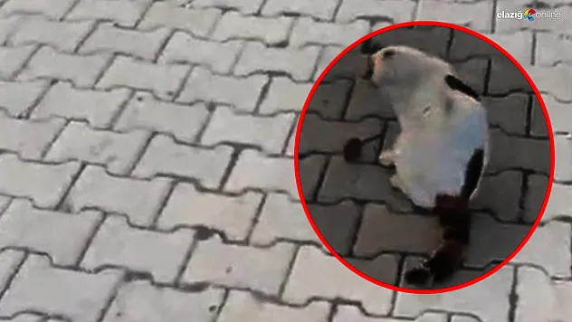 Kedi Fareyi Yakaladı, Sonra Oyun Oynadı! İşte Kameraya Yansıyan Kedi-Fare Oyunu