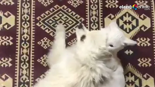 Kedi ile köpeğin şaşırtan dostluğu