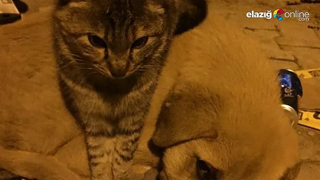 Kedi ile köpekten dostluk örneği