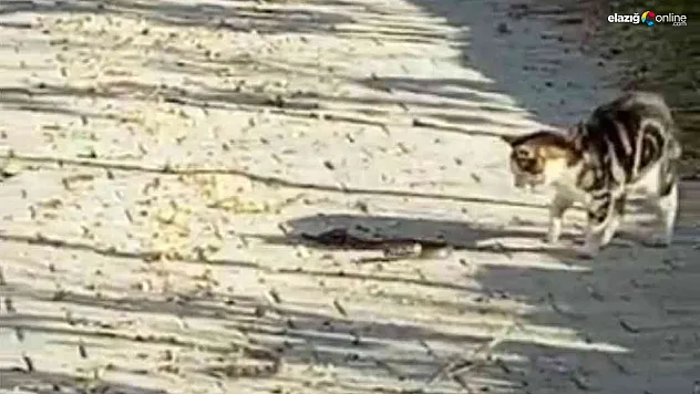 Kedilerin yılanla mücadelesi