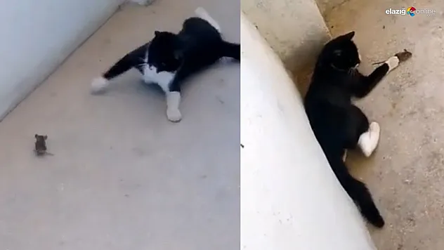 'Kedinin fareyle oynadığı gibi oynamak' deyimi Elazığ'da gerçek oldu