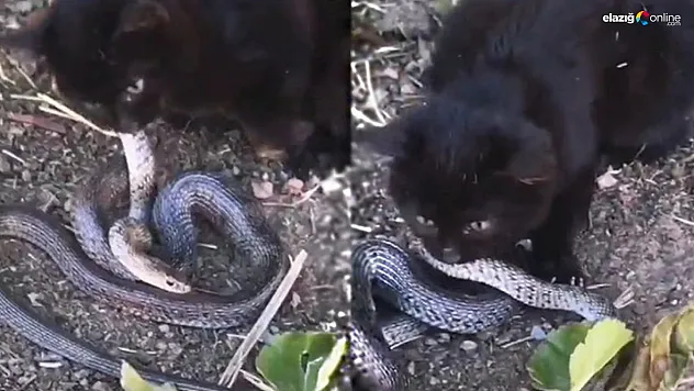 Kedinin yılan ile mücadelesi kameraya yansıdı