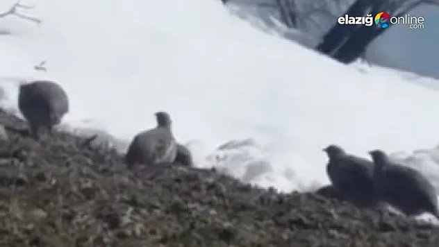Keklikler yiyecek bulamayınca şehir merkezine kadar indi