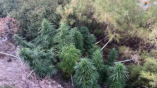 Elazığ jandarmasından kenevir tarlasını sulayan şüpheliye suçüstü