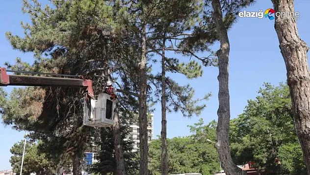 Kent Meydanı sahasındaki 20 adet ağaç taşınacak