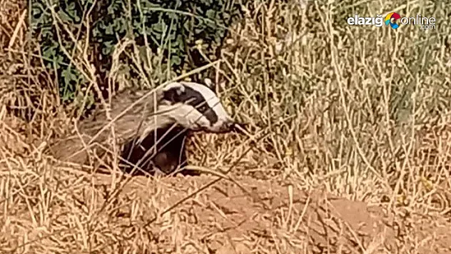 Kırmızı listede korunan oklu kirpi, Elazığ'da görüntülendi