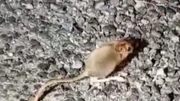 Kırmızı listede yer alıyor, Tunceli'de görüntülendi