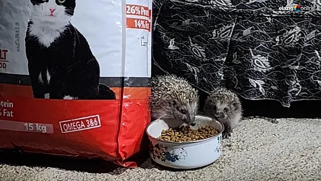 Kirpi ailesi kedilere bırakılan mamaya böyle ortak oldu