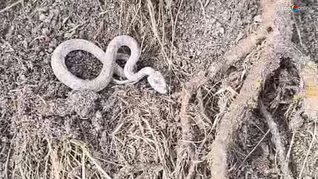 Soğuğa meydan okuyan yılan! Palu kırsalında ezber bozan görüntüler