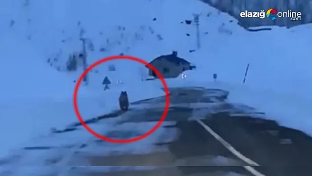 Kış uykusunda olması gereken bir boz ayı karlı yollarda görüntülendi