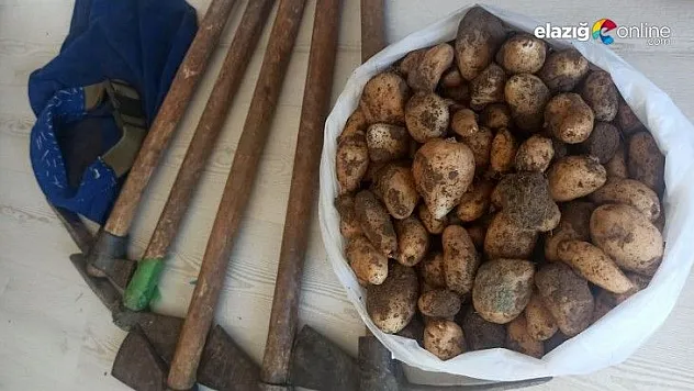 Salep soğanı toplayan 5 kişi 419 bin 690 TL ceza yedi