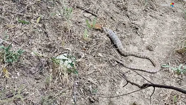 Koca engerek, sincabı yuttu