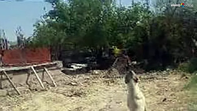 Dakikalarca dronu yakalamaya çalıştı