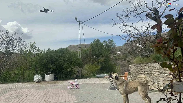 Havada Süzülen Drona Tepki Gösteren Sokak Köpeği Elazığ'da Gülümsetti!