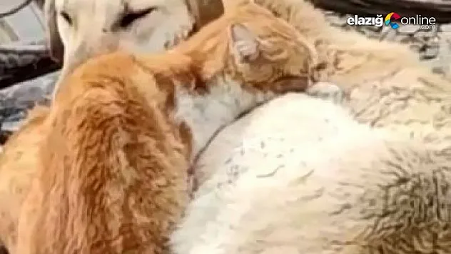 Köpek ve Kedilerin kalpleri ısıtan dostluğu