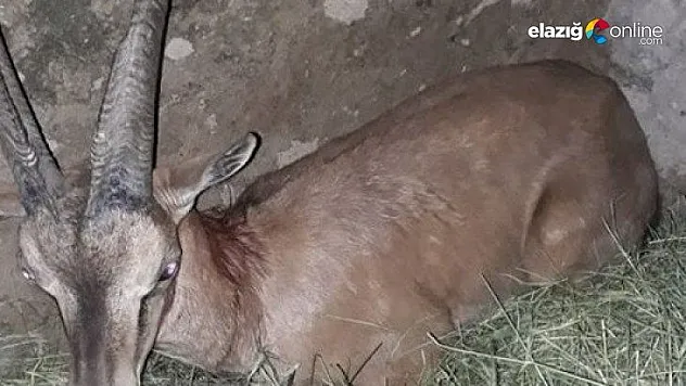 Köpeklerin saldırısına uğrayan yaban keçisi tedavi altına alındı