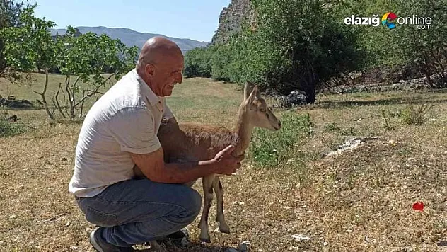 Köpeklerin saldırısına uğrayan yavru dağ keçisini vatandaşlar kurtardı